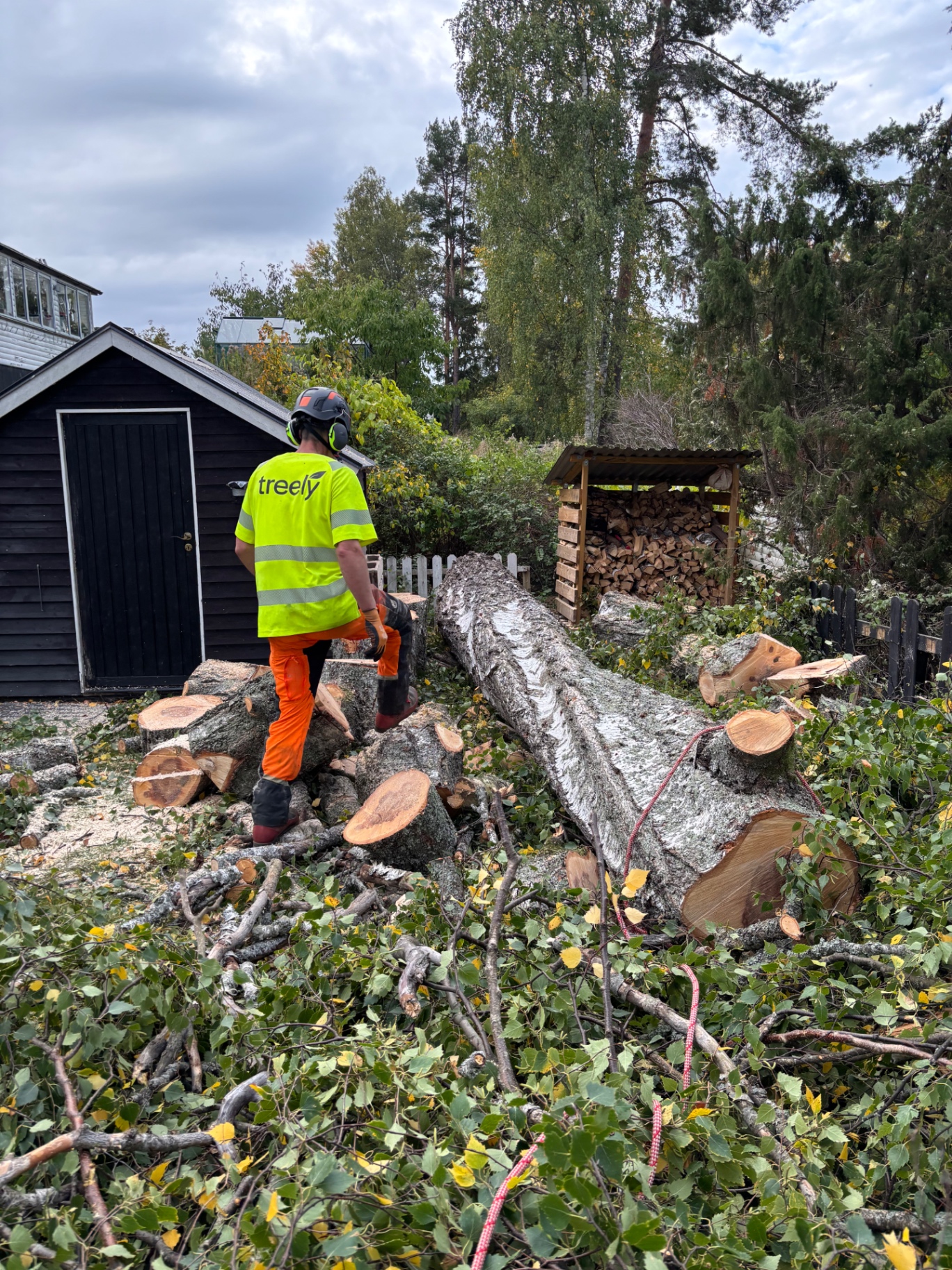 Genomförd trädfällning med fälld trädstam på villatomt